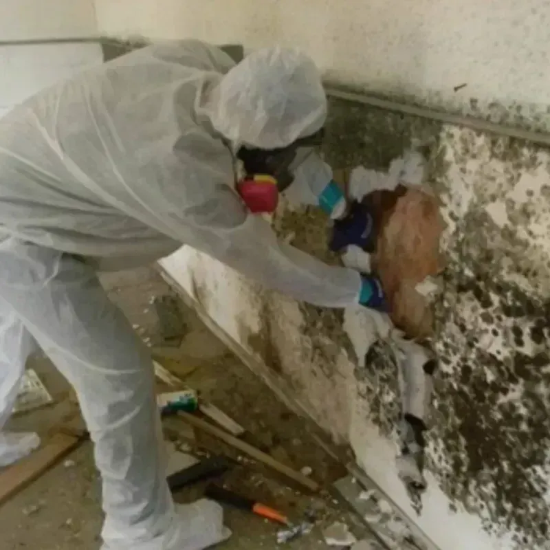 Mold Remediation and Removal in Spring Valley, CA